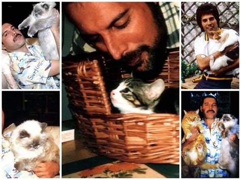 Freddie Mercury with his cats : r/aww