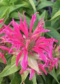 Monarda Didyma Coral Reef