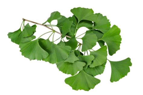 Ginkgo Biloba Benefits Dosage Side Effects Drug Interactions And