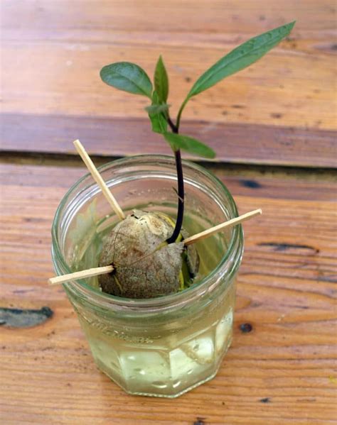 Culture De L Avocat Fruit Planter Et Faire Pousser Un Avocatier