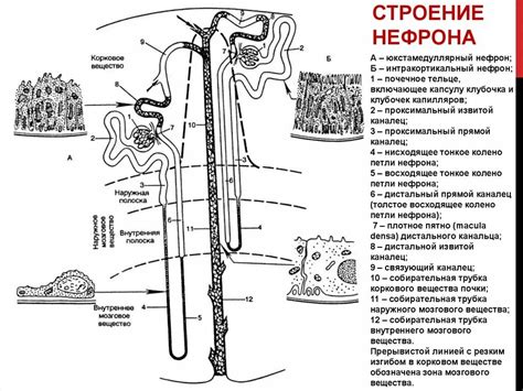 Строение коркового нефрона
