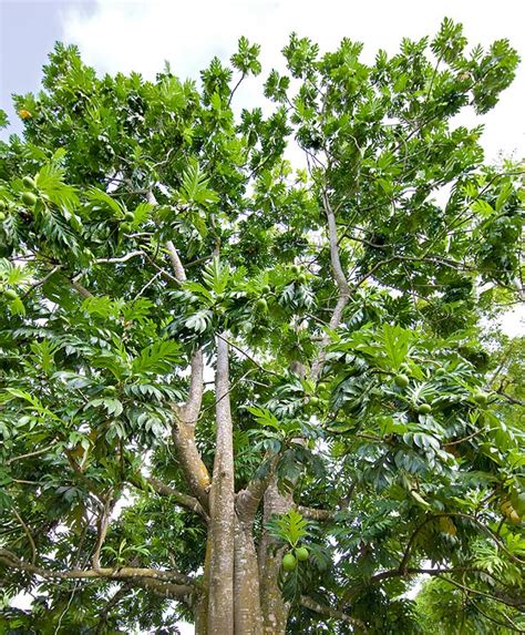 Artocarpus Altilis Monaco Nature Encyclopedia