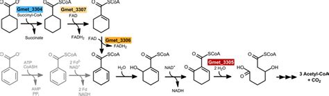 The Newly Identified Cyclohexane Carboxylic Acid Degradation Pathway In