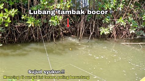 Lama Gak Di Pancing Ternyata Sudah Banyak Ikan Nya Mancing Kakap