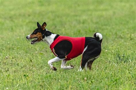 70,000+ Dog Running Vest Pictures
