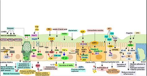 Modulation Of Intestinal Barrier Integrity By Various Postbiotics Download Scientific Diagram