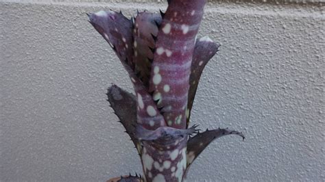 Yahoo オークション Billbergia `kahakai ビルベルギア `カハカイ