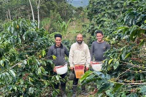 Caficultores Del Bosque De Protección Alto Mayo Buscan Promover A Nivel