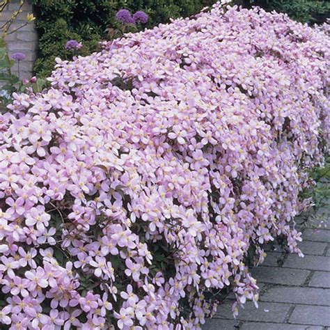 Clematis montana 'Rubens' 6" Pot - Hello Hello Plants