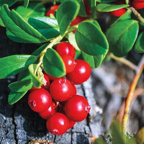 Lingonberry Gurney S Seed Nursery Co