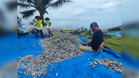 Tag Nelayan Pangandaran Panen Ikan Layang Semenit Nelayan Di