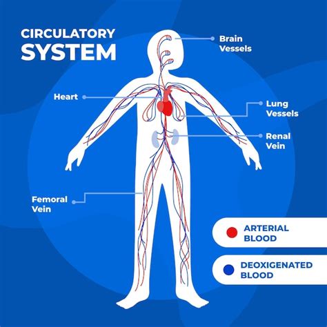 Infograf A Del Sistema Circulatorio Dibujado A Mano Vector Premium