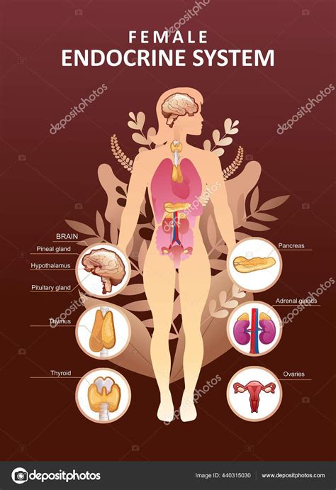 Poster Organe Des Menschlichen Endokrinen Systems Vektorgrafik