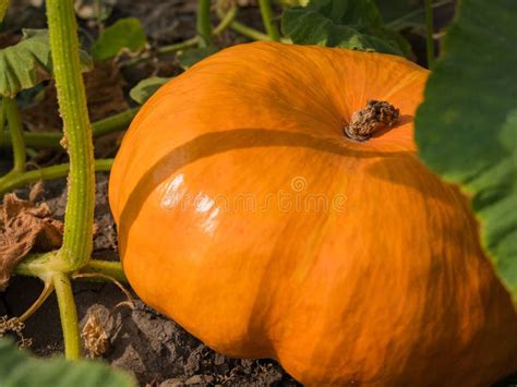 Calabaza Que Crece En El Huerto Foto De Archivo Imagen De Tierra