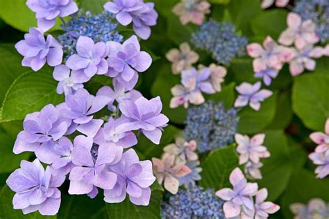 How To Grow And Care For Hydrangeas Bbc Gardeners World Magazine