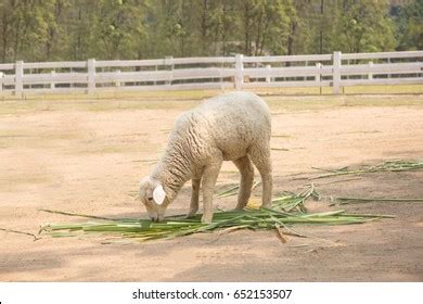 White Sheep Farm Stock Photo 652153507 | Shutterstock