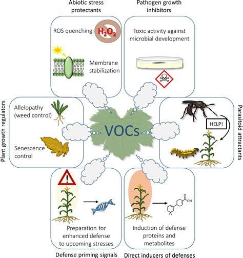 Volatile Organic Compounds Human