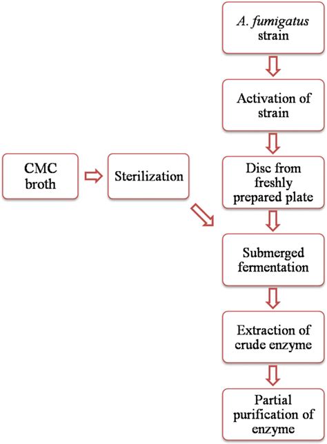 Schematic Representation Of Cellulase Production By Submerged