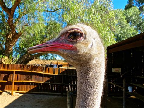 How To Ride An Ostrich In South Africa The Traveluster