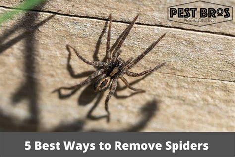 5 Best Ways To Remove Spiders Pest Bros Pest Control