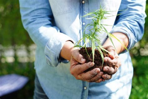 La Marihuana Podr A Ser Reclasificada Como Droga De Menor Riesgo Seg N