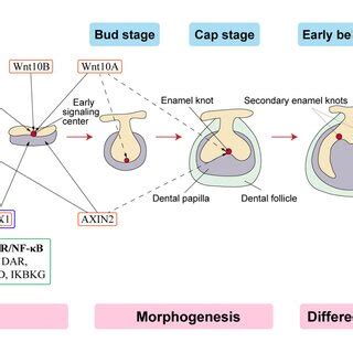 Schematic Representation Of Tooth Development Stages Modified From