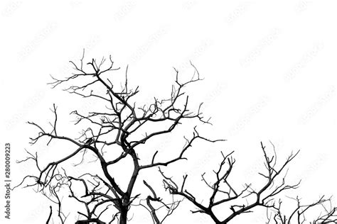 Silhouette dead tree and branch isolated on white background. Black ...