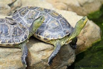 Qué tipo de tortuga tengo Consejos fáciles de identificación