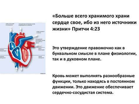 Сердечно-сосудистая система - презентация онлайн