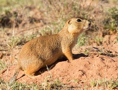 Gunnisons Prairie Dog Cynomys Gunnisoni Photograph Of Photo Of Image Of