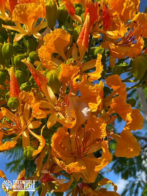 Delonix Regia Flavida Treeworld Wholesale