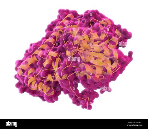 Aspartate High Resolution Stock Photography and Images - Alamy