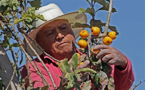 Persiste tradición del tejocote en Calpan Puebla Grupo Milenio