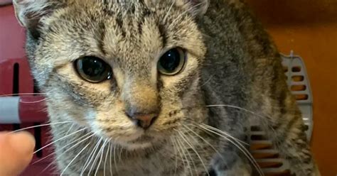 Fundkatze Aus Landesbergen Tierheim Schessinghausen