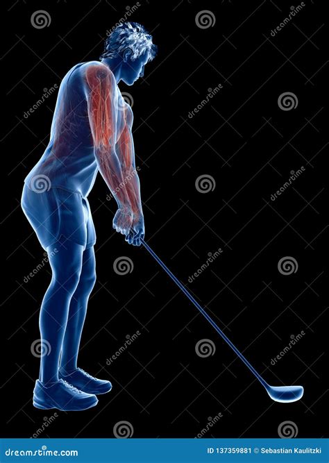 The Muscles Of A Golf Player Stock Illustration Illustration Of