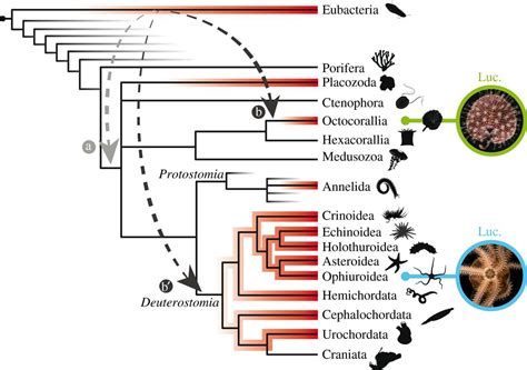 A Puzzling Homology A Brittle Star Using A Putative Cnidarian Type