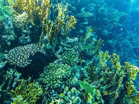 Close Up Sharm El Sheikh Dos Corais Do Mar Vermelho Foto Premium