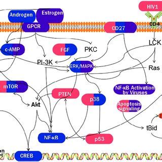 A Diagram Of Target Pathways Of BA JA And BJ Pathways Activated By