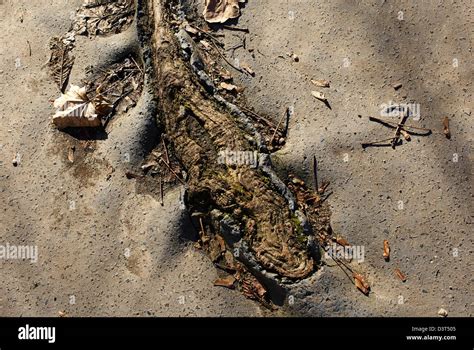 Root Of The Tree In Asphalt Power Of Nature Stock Photo Alamy