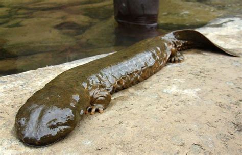 Giant Salamander Planet Earth