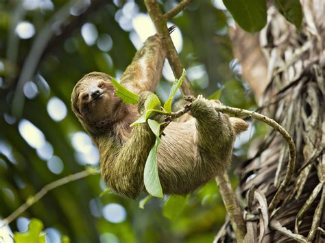 Why health officials are concerned about Oropouche virus aka sloth fever