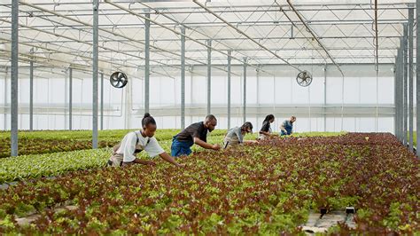 What is Hydroponics Farming? A Small Business Guide