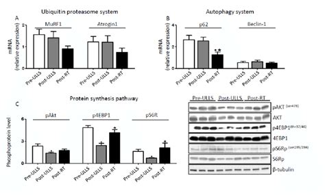 Protein Synthesis Pathway Was Down Regulated After Muscle Disuse And