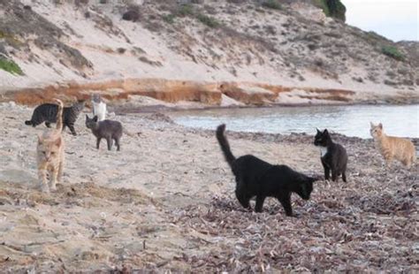 L Isola Dei Gatti Di Su Pallosu In Sardegna Lo Spettacolo Dell Antica