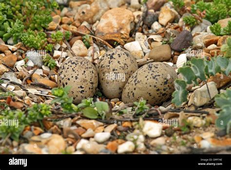 Oystercatcher with eggs hi-res stock photography and images - Alamy