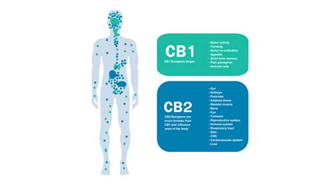 Endocannabinoid System Ecs An Introduction Cbdmd