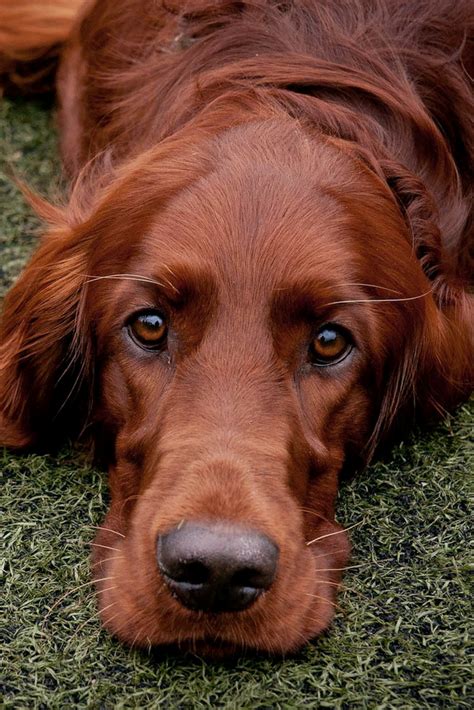 Pin By Annie Mcguire On Cute Dogs Irish Setter Dogs Beautiful Dogs