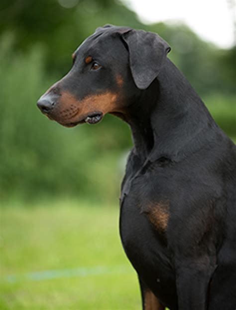 Can You Trust A Doberman