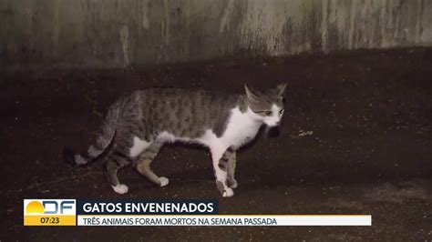 Gatos são envenenados em rua na M Norte Bom Dia DF G1