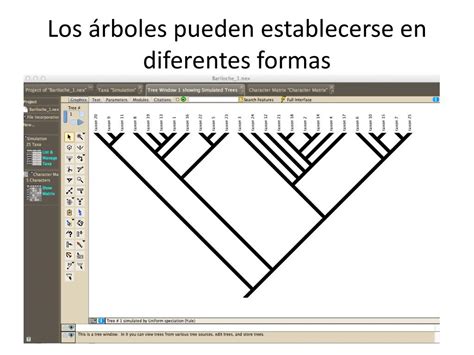 Ppt Taller En An Lisis Filogen Ticos Comparativos En Ecofisiolog A